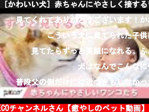 ［かわいい犬］赤ちゃんにやさしく接するワンコたち【PECO】  (c) PECOチャンネルさん【癒やしのペット動画】